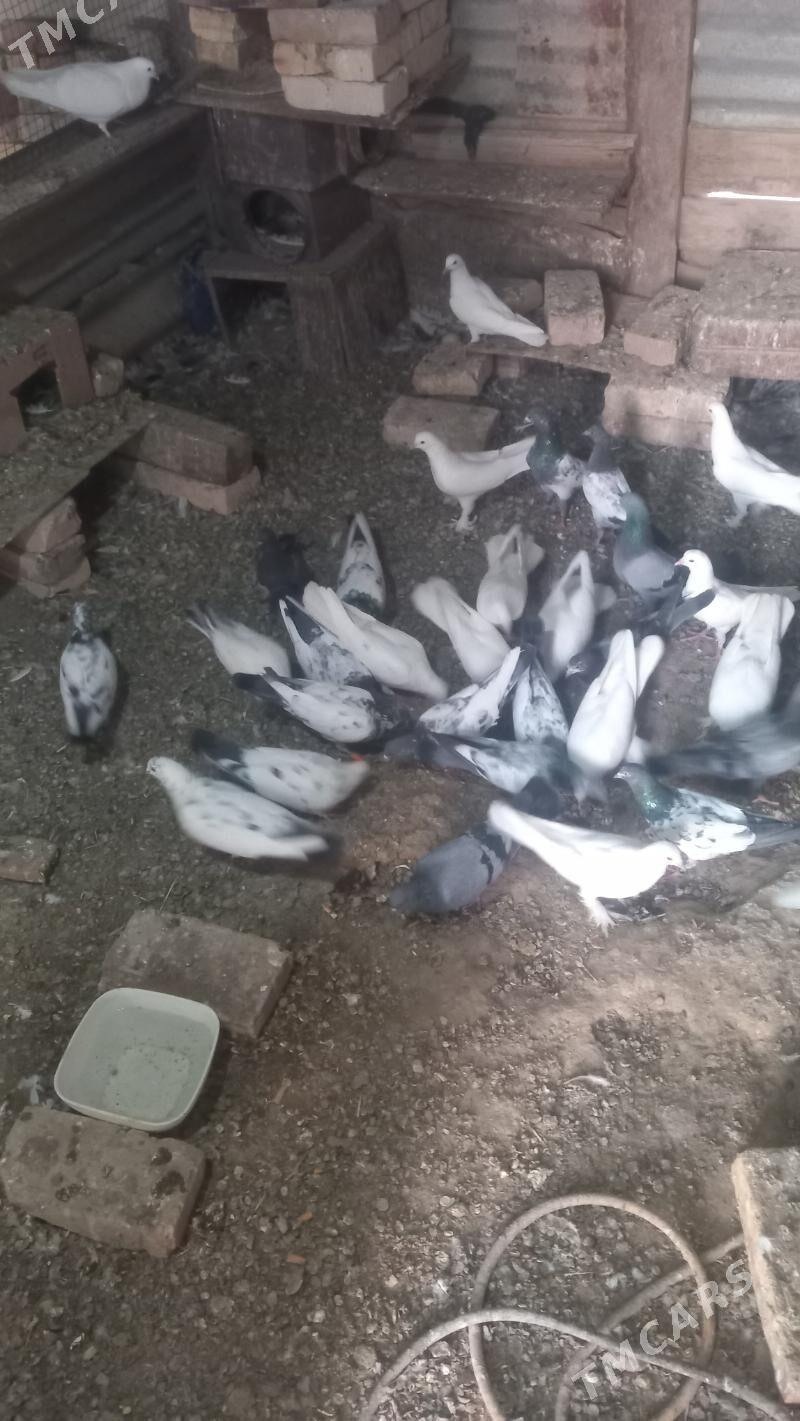 kepderi - Mary - img 4