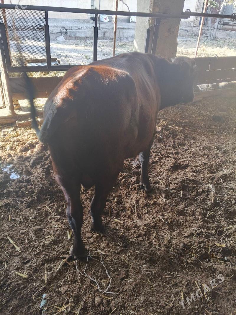 okuz - Туркменабат - img 4