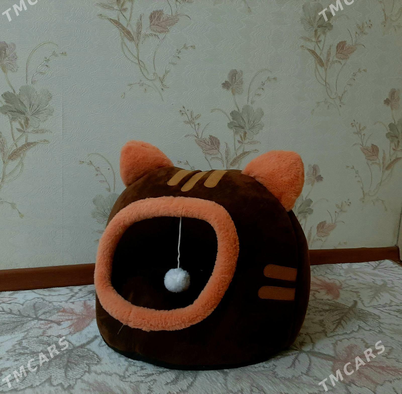 Норвежская лесная кошка - Türkmenabat - img 3