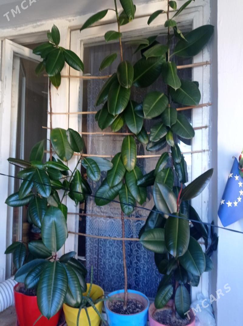 фикус - Aşgabat - img 2