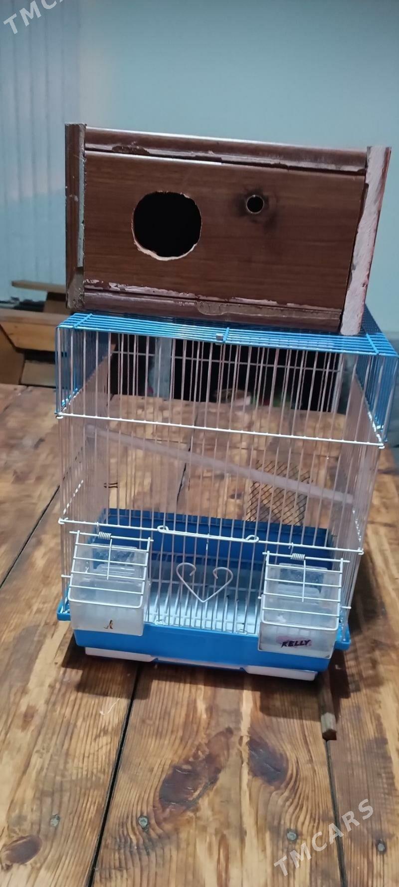 pabugay ketek - Бузмеин - img 2