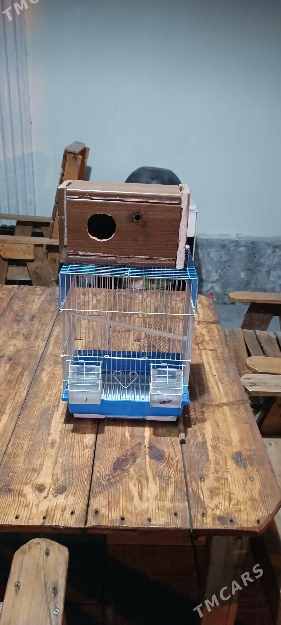 pabugay ketek - Бузмеин - img 3