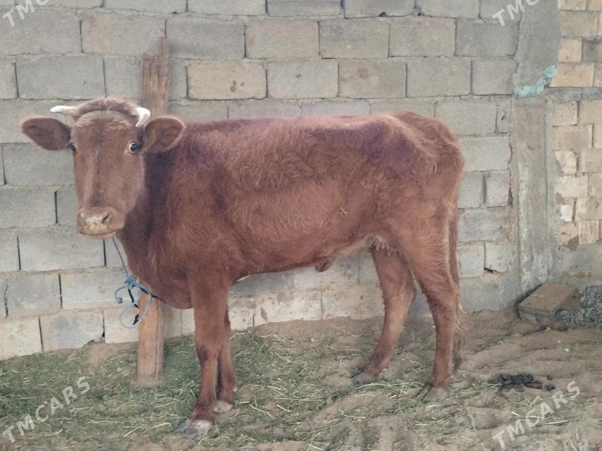 sygyr - Ашхабад - img 2