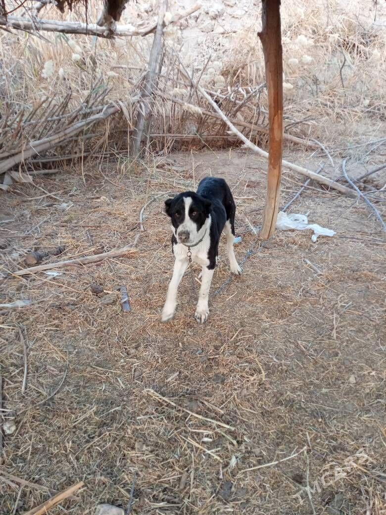 ÝEKEMENÝEKEMEN - Сакар - img 3