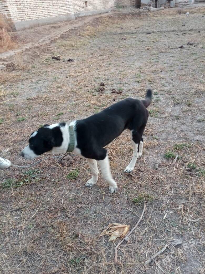 ÝEKEMENÝEKEMEN - Сакар - img 2