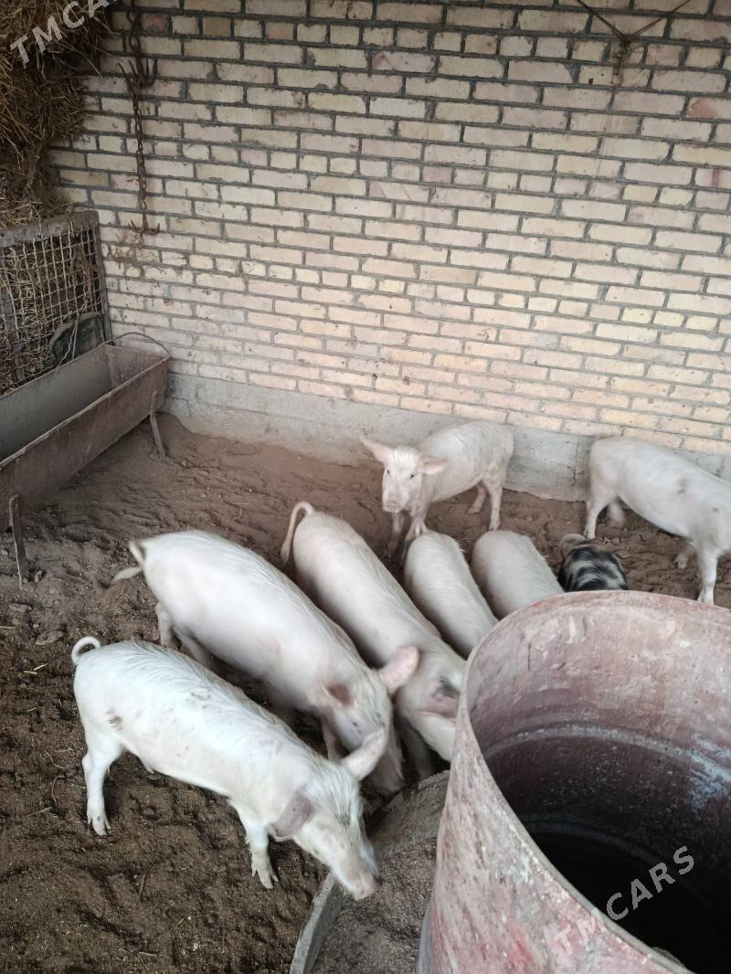 donuz - Çärjew - img 2