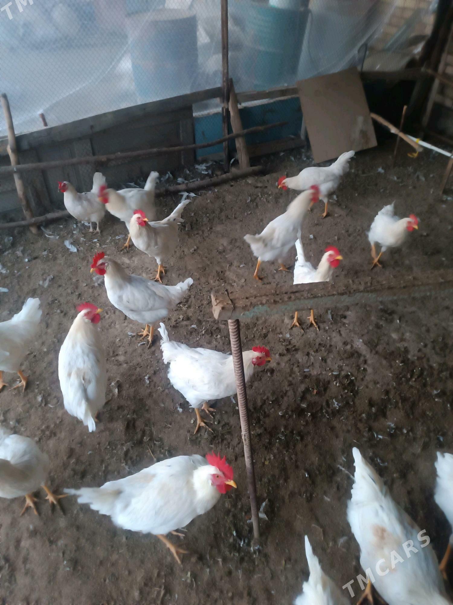 Horaz - Sakarçäge - img 2