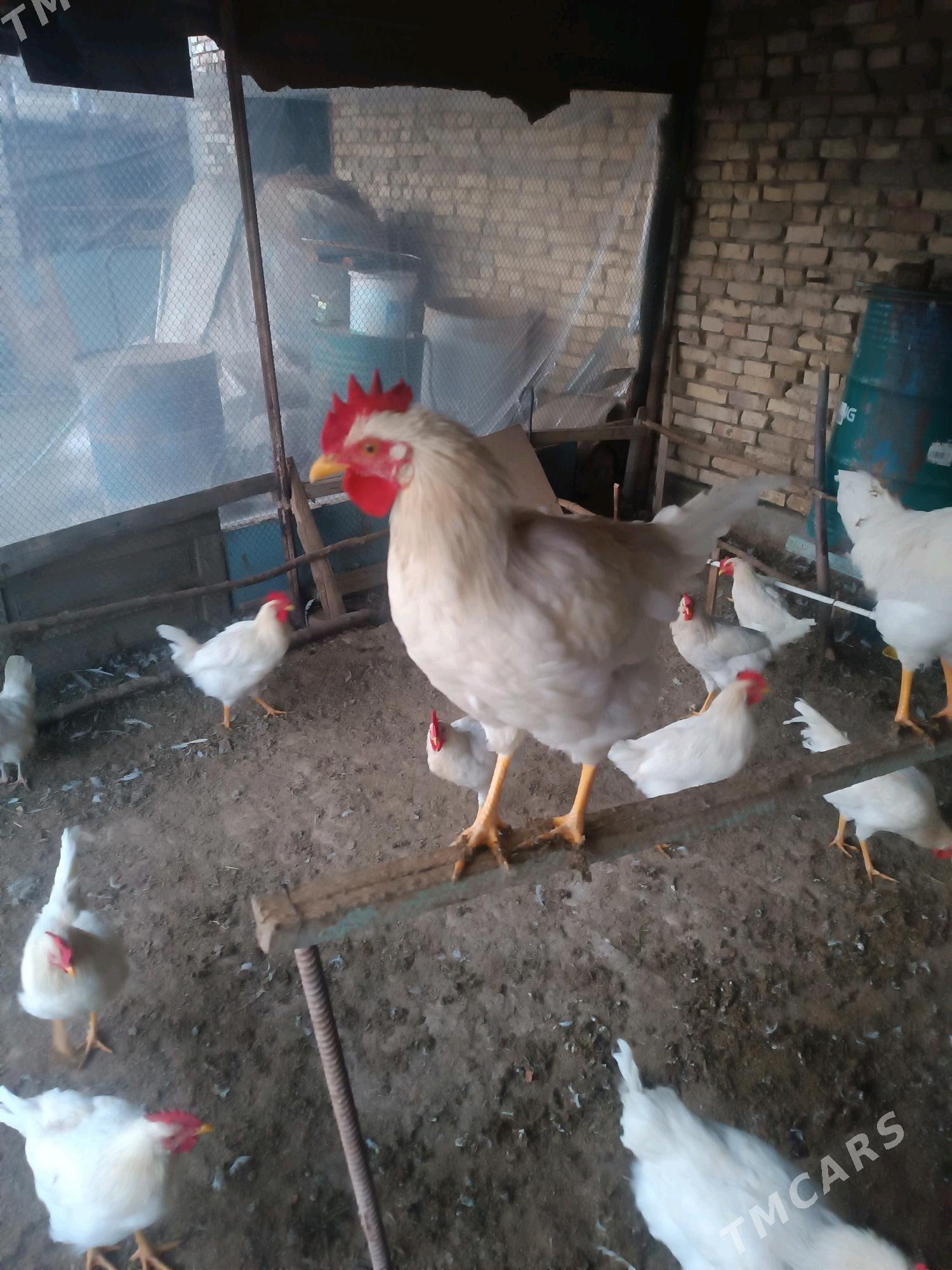 Horaz - Sakarçäge - img 3