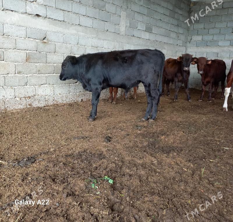 öküz - Яшлык - img 2