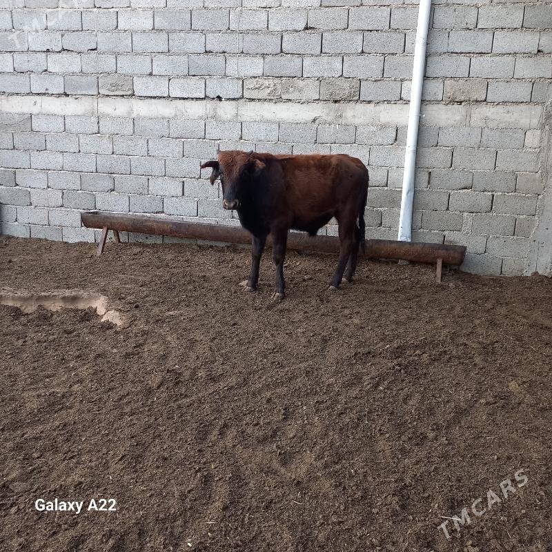 öküz - Яшлык - img 4