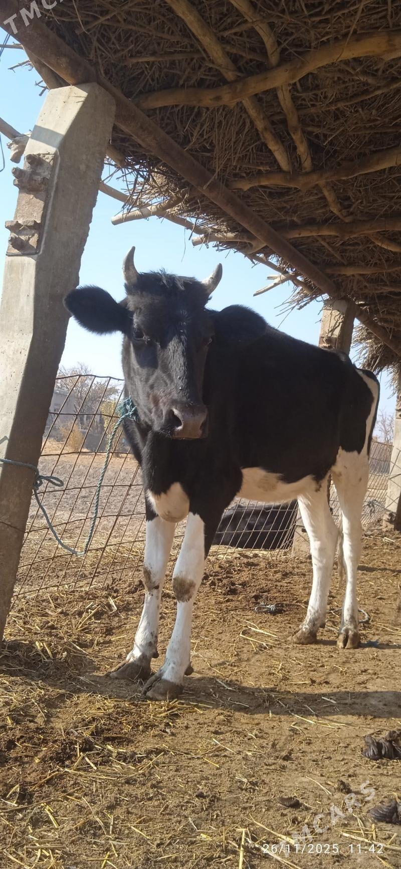 galyşteýin unajyn - Дянев - img 2