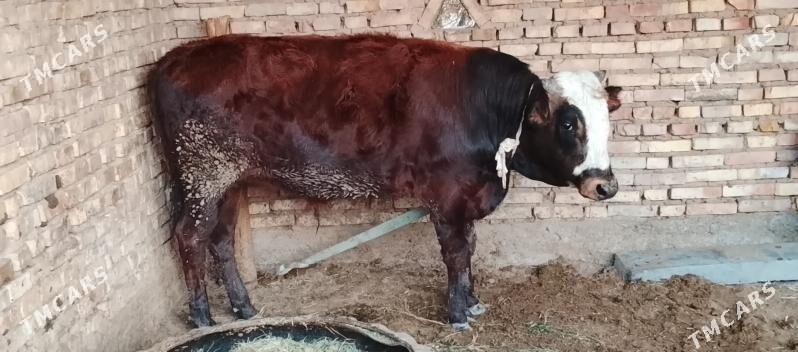 okuz - Бабадайхан - img 3