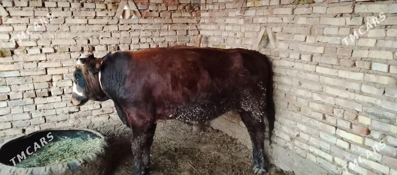 okuz - Бабадайхан - img 4