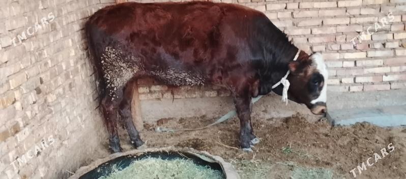 okuz - Бабадайхан - img 2