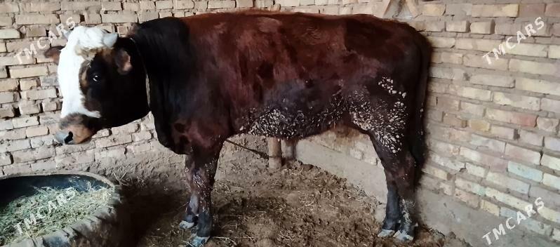 okuz - Бабадайхан - img 5