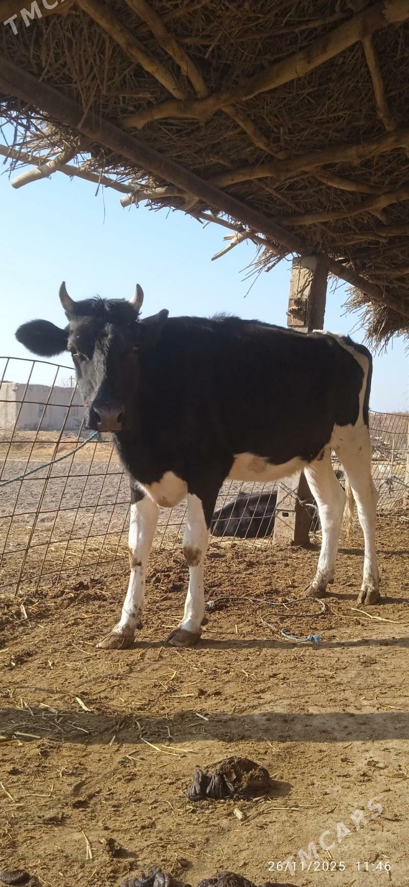 galyşteýin unajyn - Дянев - img 1