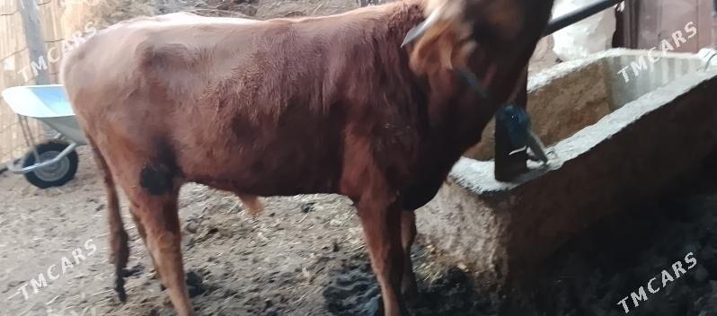 okuz - Бабадайхан - img 4