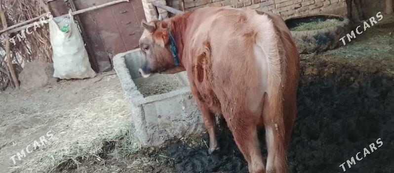 okuz - Бабадайхан - img 3