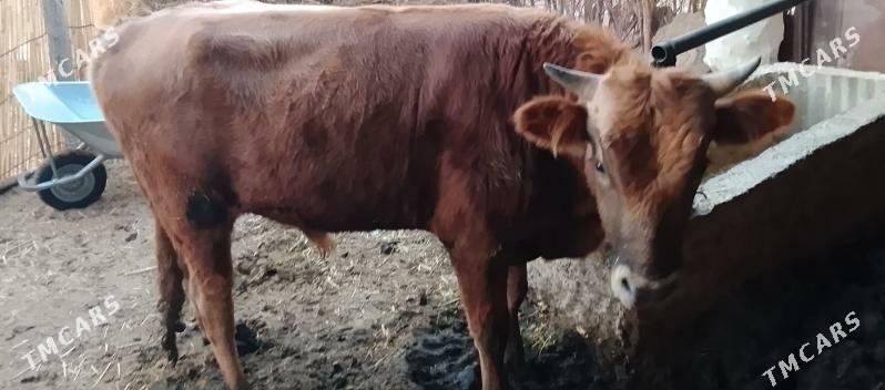 okuz - Бабадайхан - img 5