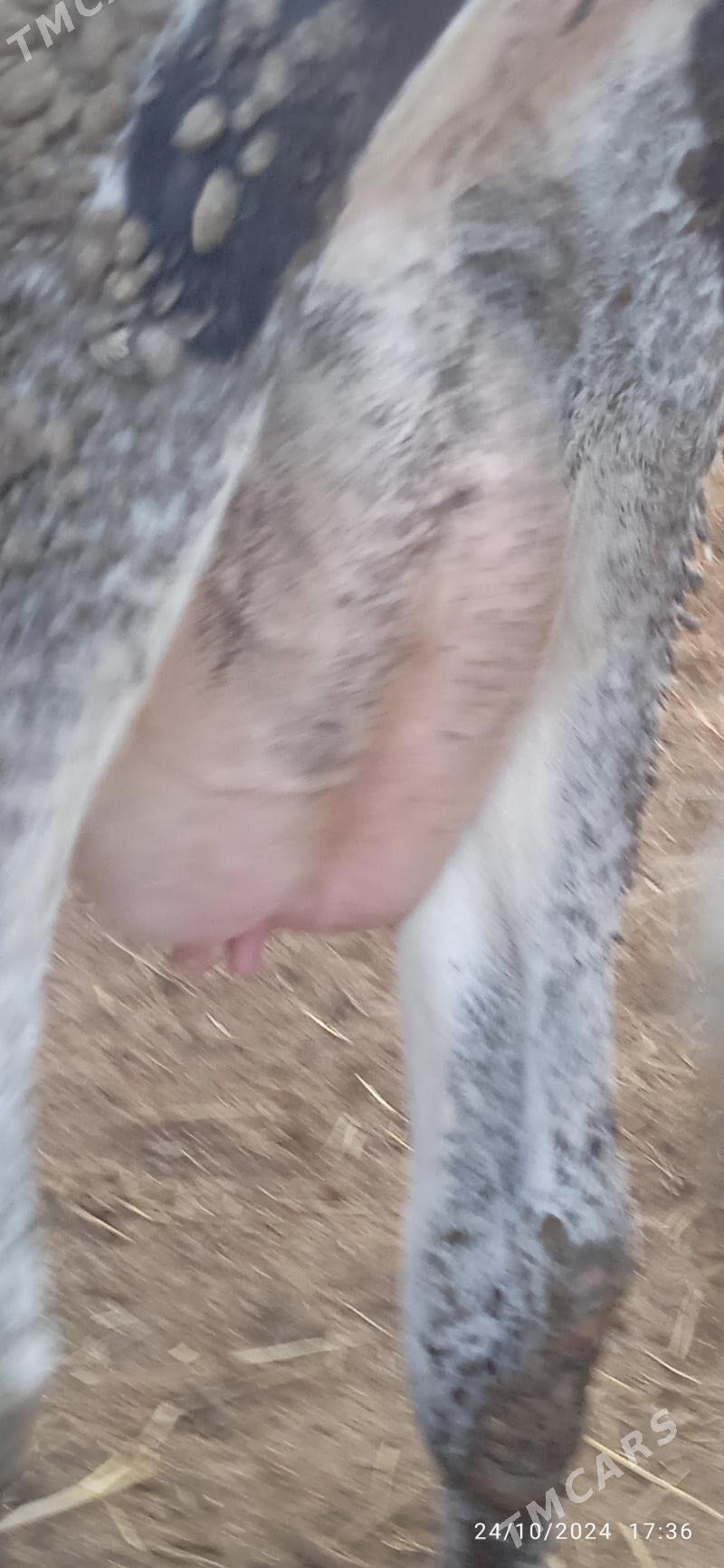 galyşteýin unajyn - Дянев - img 5