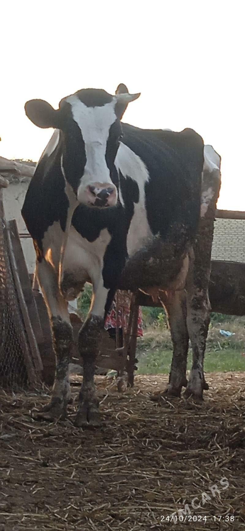 galyşteýin unajyn - Дянев - img 4