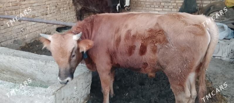 okuz - Бабадайхан - img 2