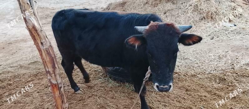 okuz - Бабадайхан - img 3