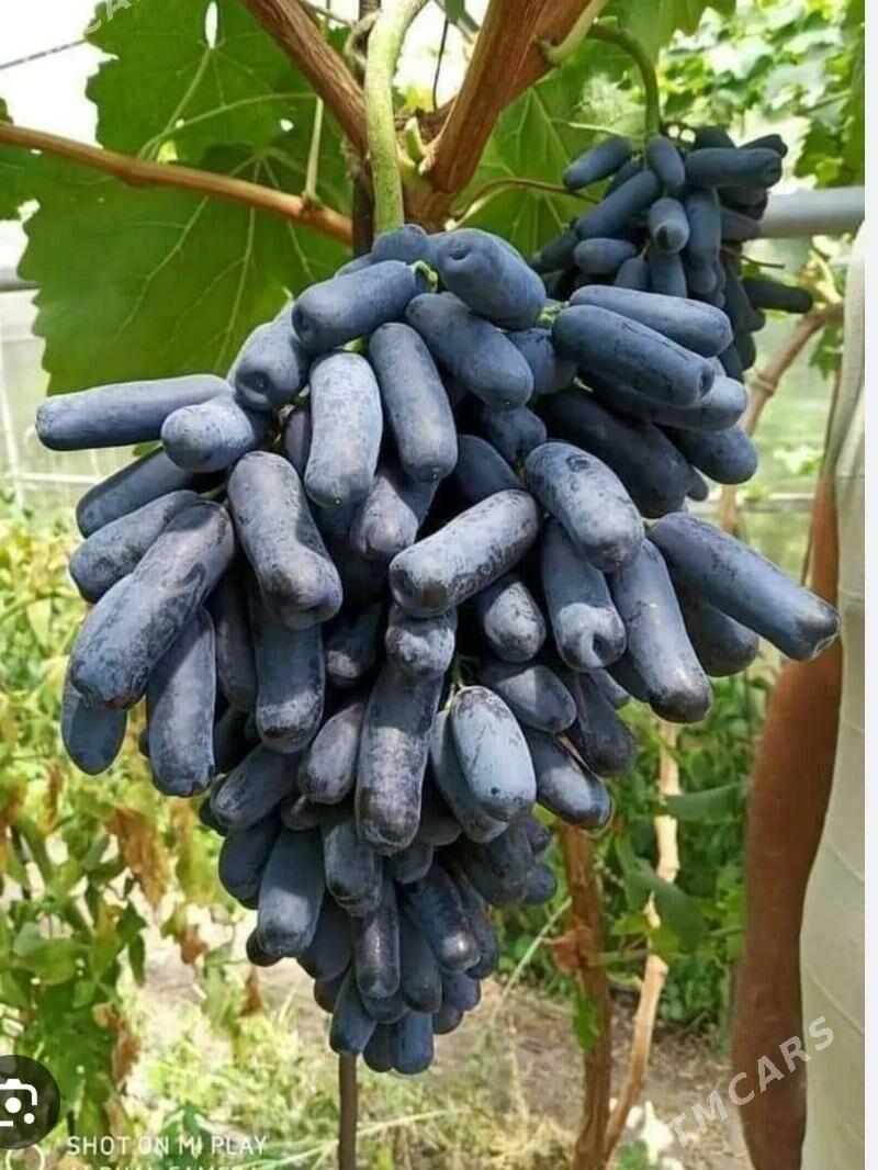 AWATAR ÙZÙM - Векильбазар - img 2