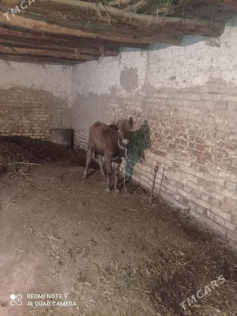 ocekli sygyr - Daşoguz - img 3