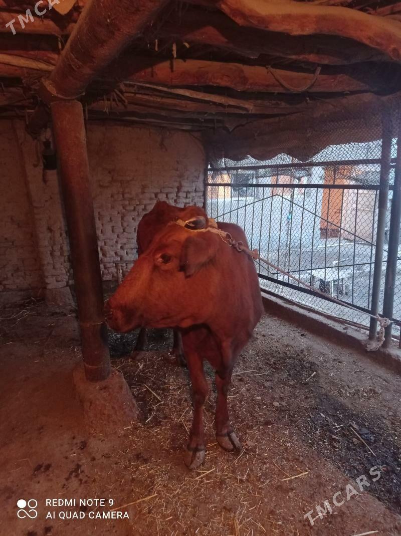 ocekli sygyr - Daşoguz - img 2