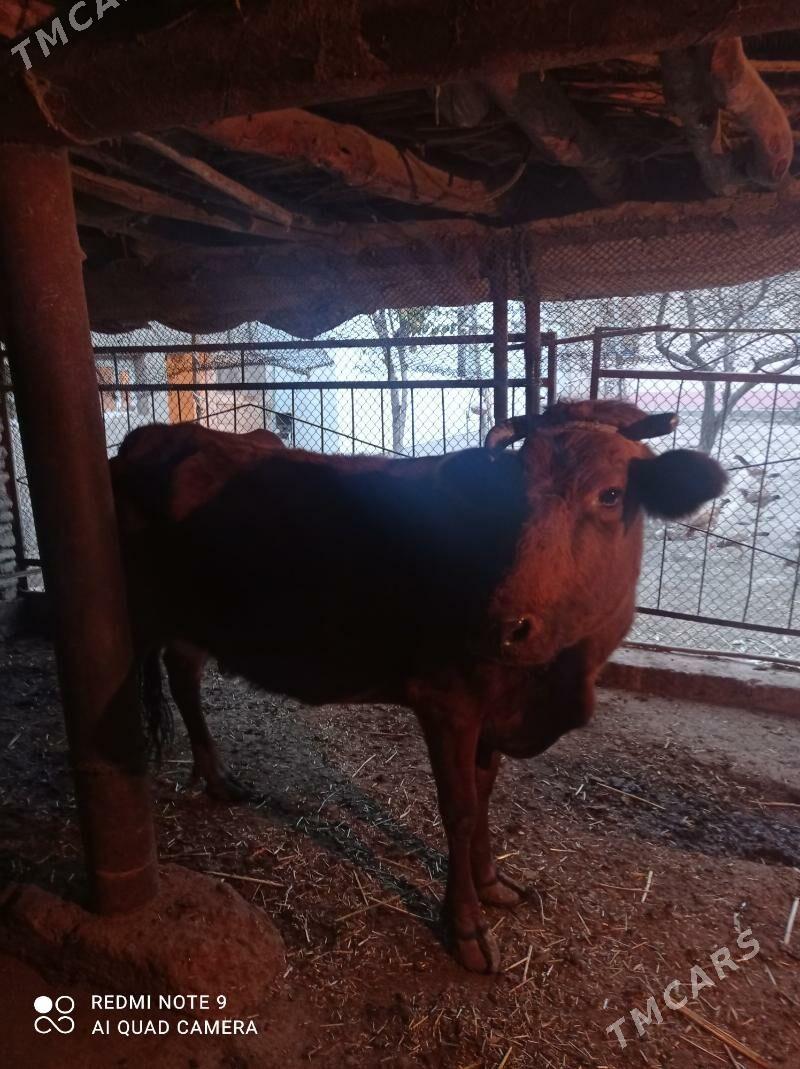 ocekli sygyr - Daşoguz - img 1