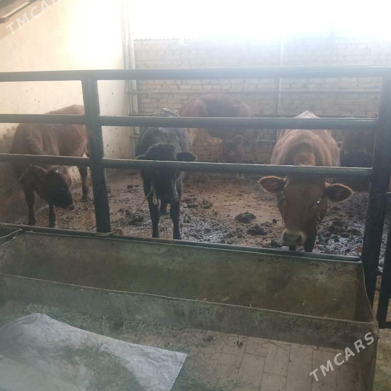 gole - Мары - img 1