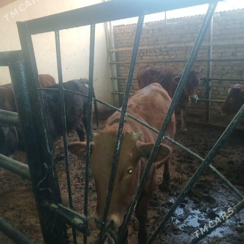 gole - Мары - img 2