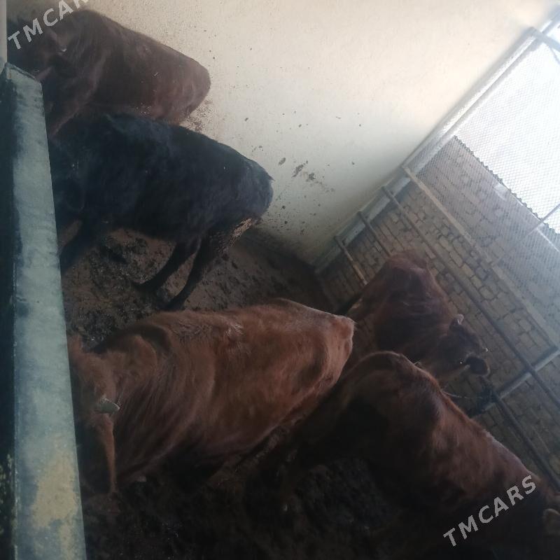 gole - Мары - img 5