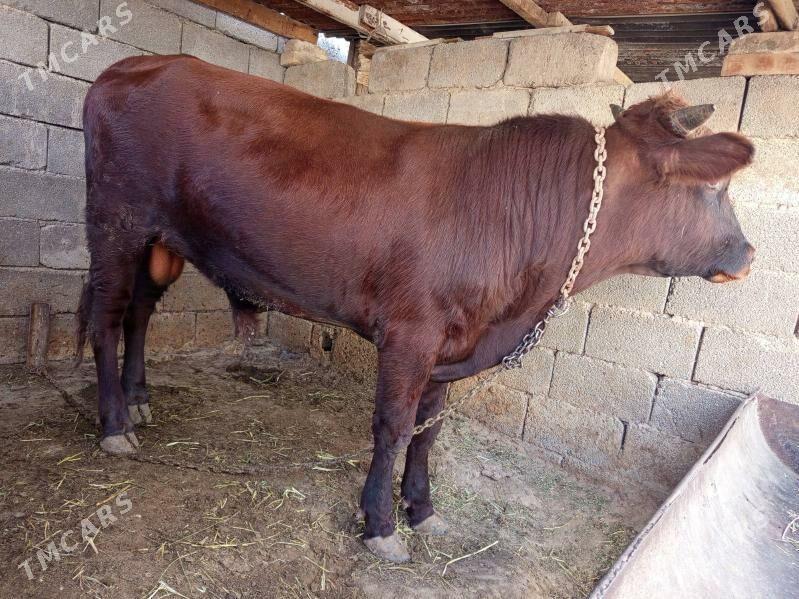 okuz - Бузмеин - img 4