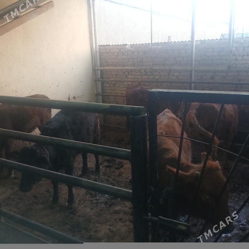 gole - Мары - img 3