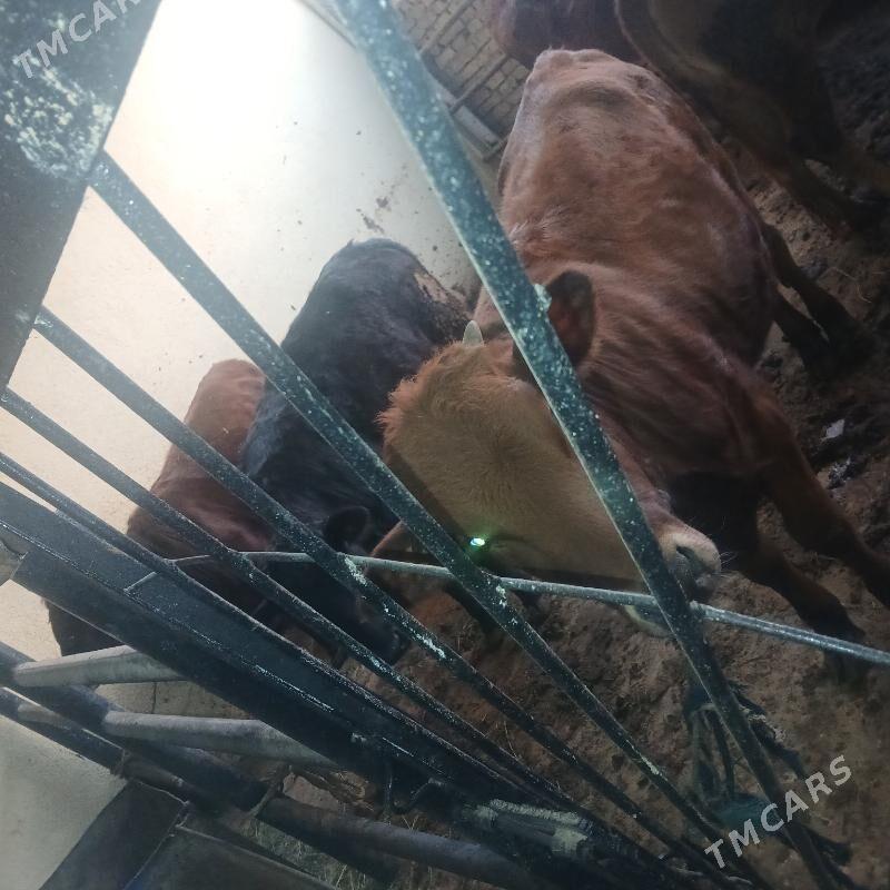 gole - Мары - img 4