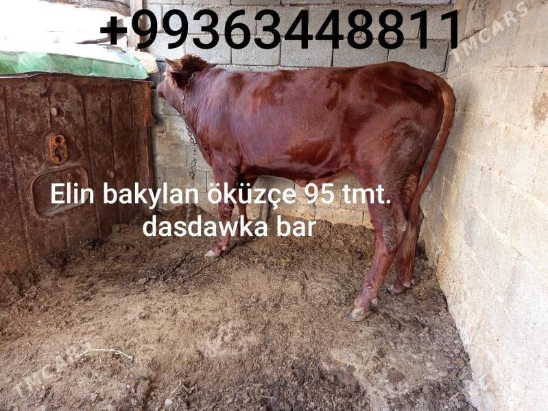 okuz - Бузмеин - img 2