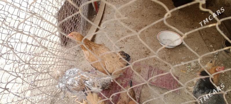 towuklar - Балканабат - img 2