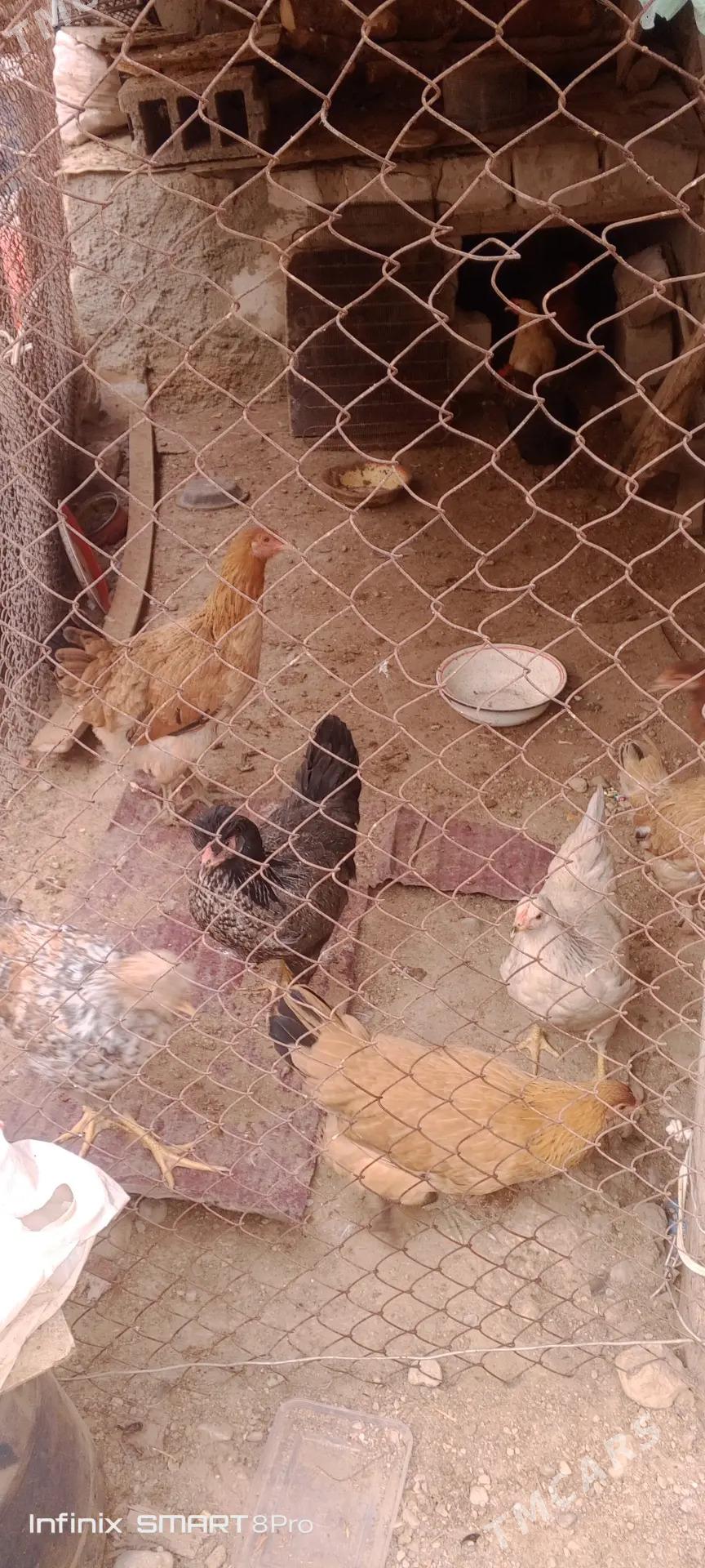 towuklar - Балканабат - img 4