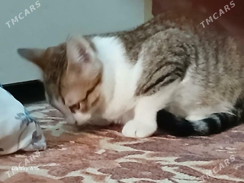 pisigin ady keșa - 1 mkr - img 2