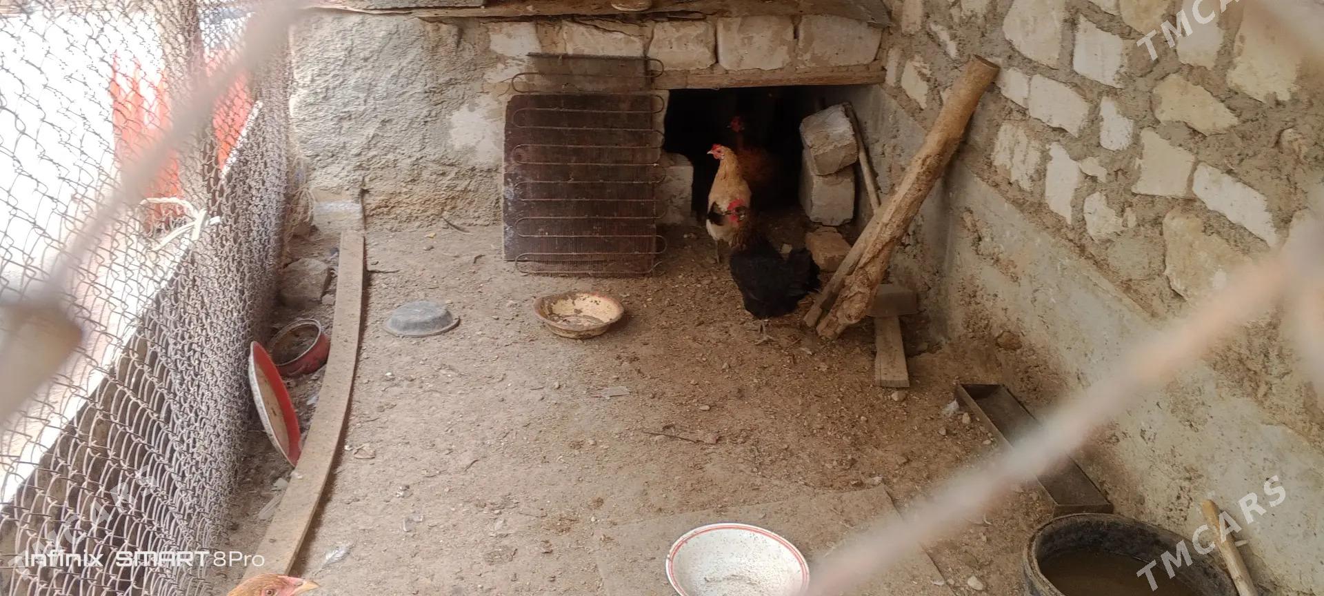 towuklar - Балканабат - img 3