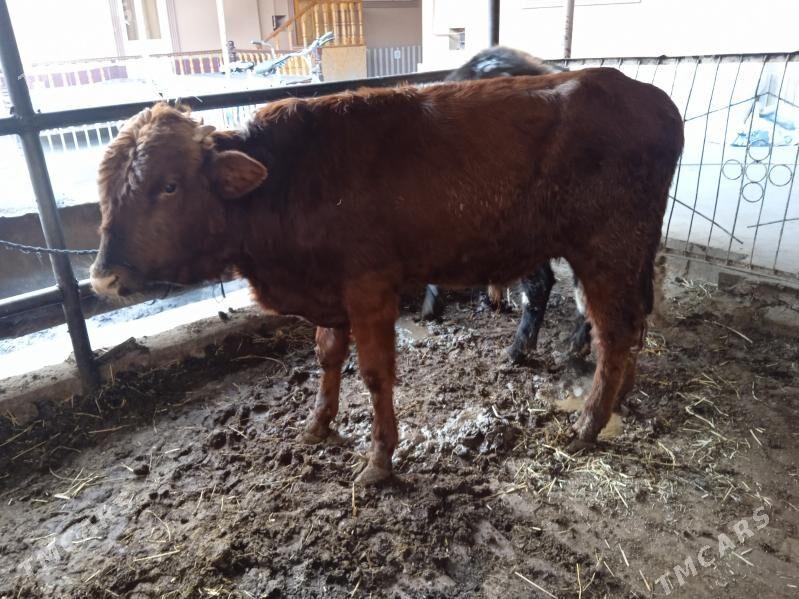 4 sany öküz - Türkmenabat - img 2