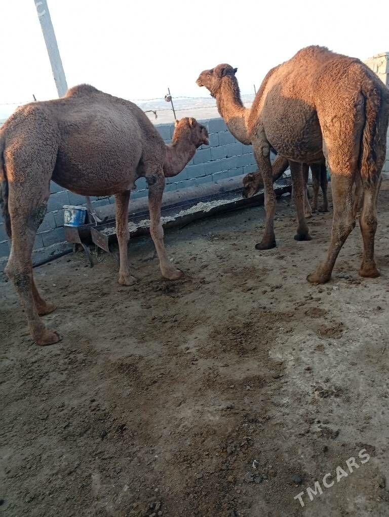 duye - Bereket - img 3