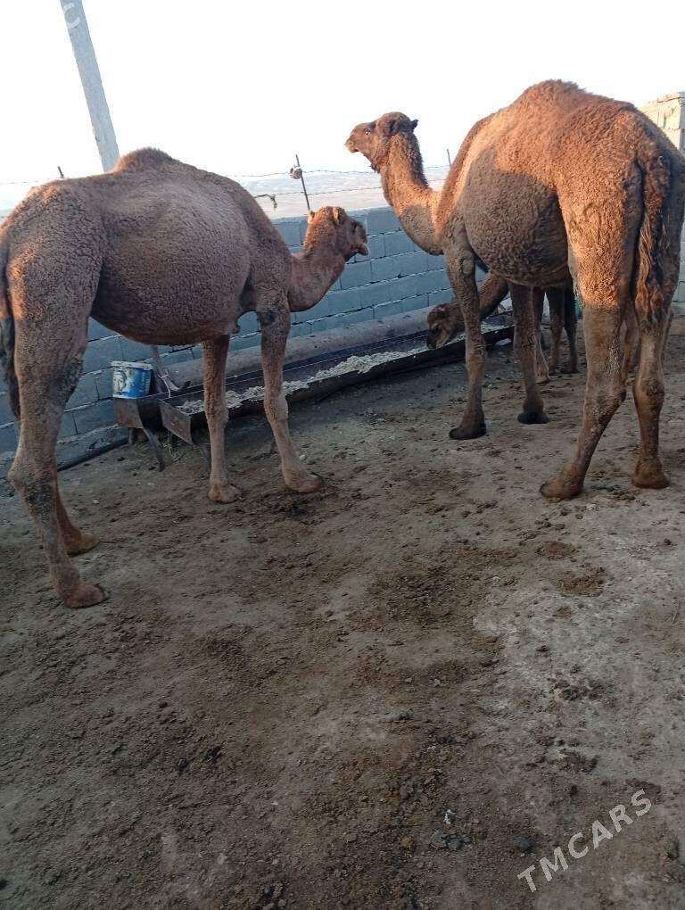 duye - Bereket - img 2