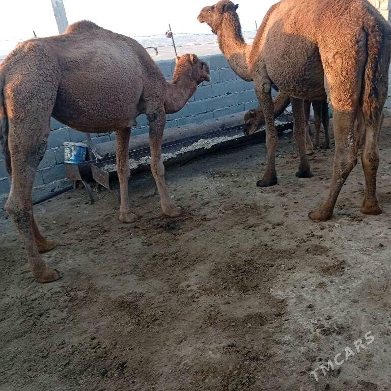 duye - Bereket - img 1