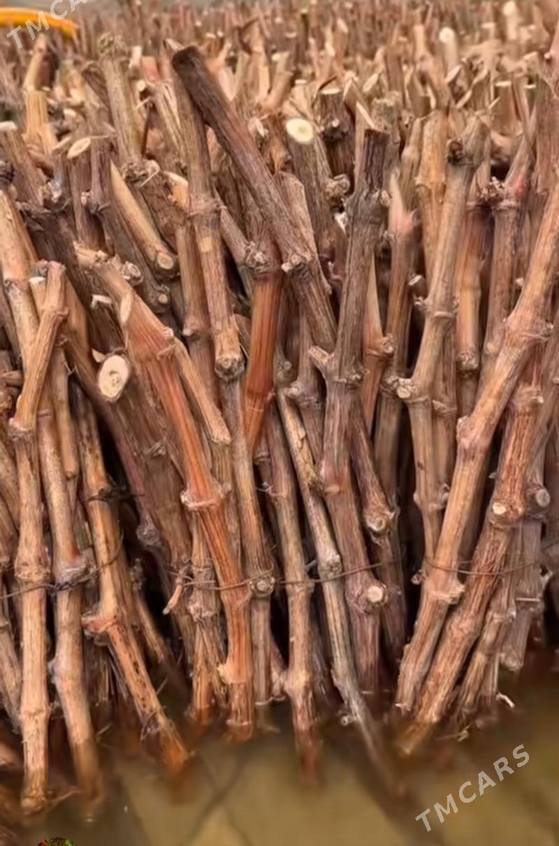 AWATAR ÙZÙM - Векильбазар - img 3