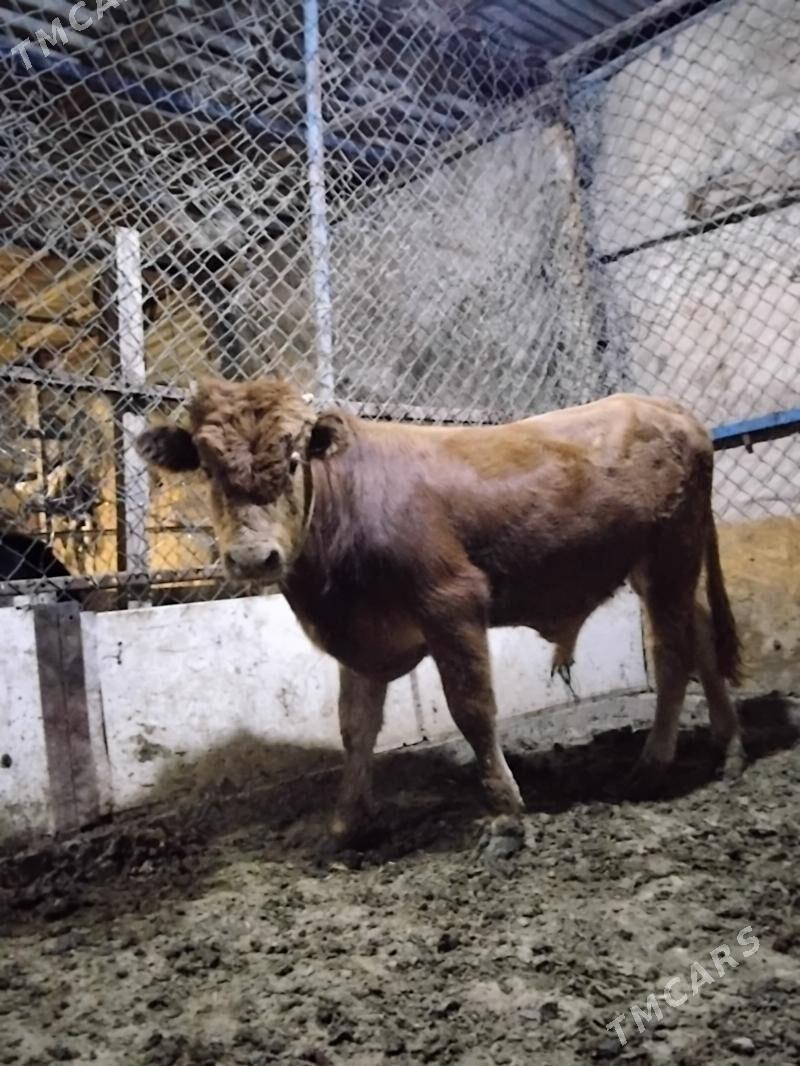 Okuz - Гёкдепе - img 2