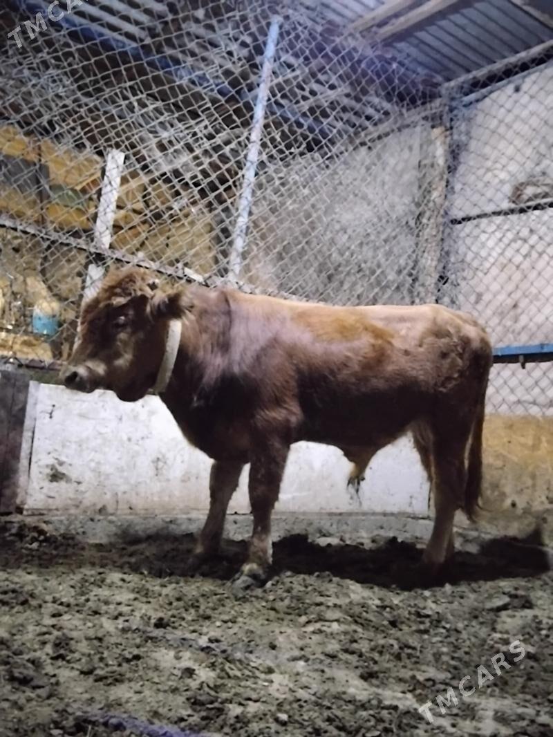 Okuz - Гёкдепе - img 1