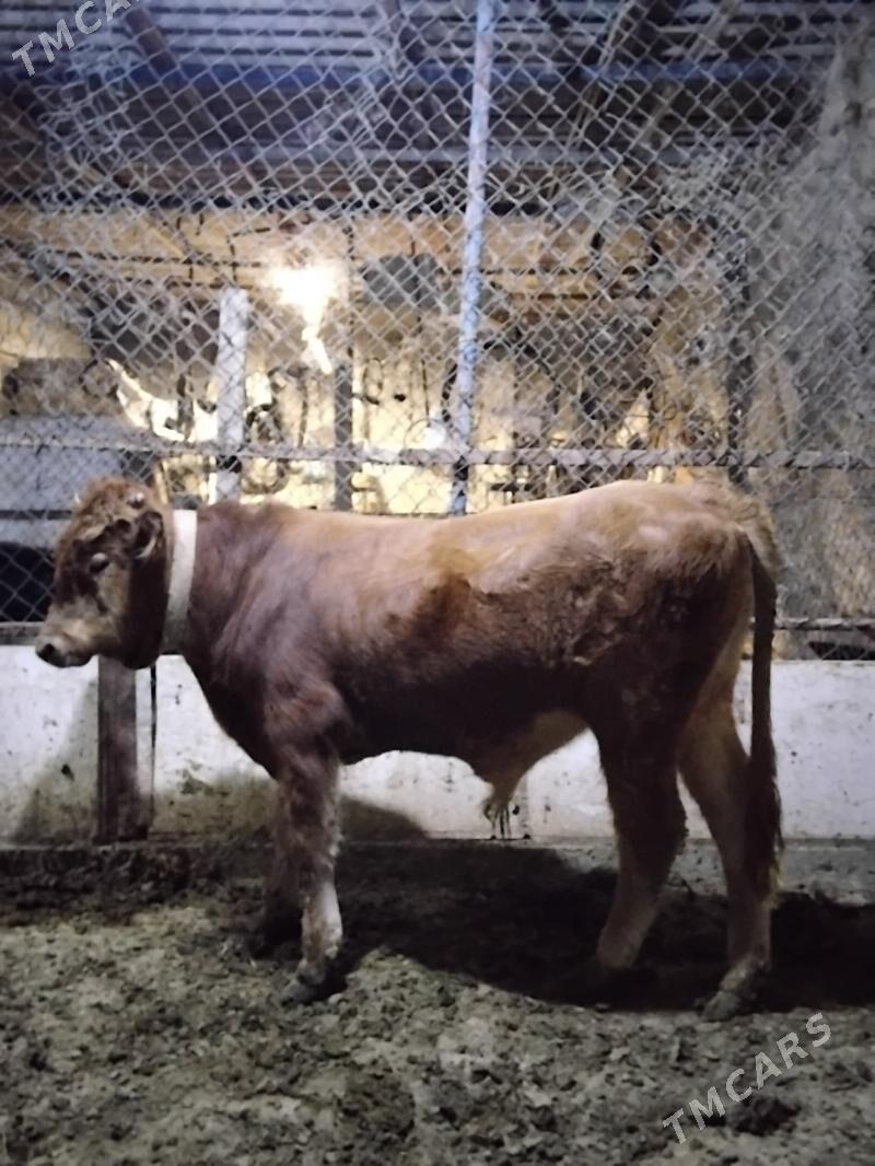 Okuz - Гёкдепе - img 3